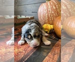 Bernedoodle Puppy for sale in KEWASKUM, WI, USA
