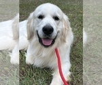 Image preview for Ad Listing. Nickname: Koda
