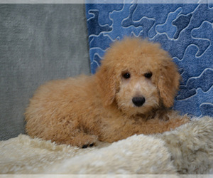 Poodle (Standard) Puppy for sale in DONNA, TX, USA