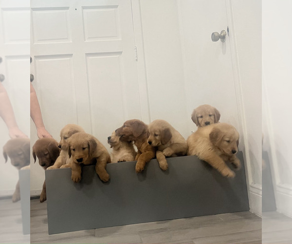 Medium Photo #1 Golden Retriever Puppy For Sale in ORLANDO, FL, USA