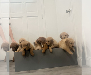 Golden Retriever Puppy for Sale in ORLANDO, Florida USA