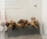 Small Golden Retriever