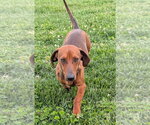 Small #8 Dachshund