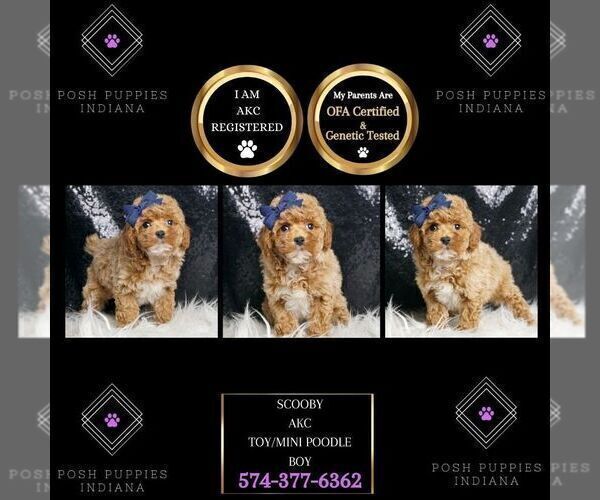 Medium Photo #2 Poodle (Toy) Puppy For Sale in WARSAW, IN, USA