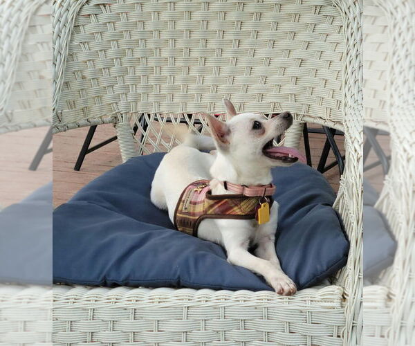 Medium Photo #3 Chihuahua-Unknown Mix Puppy For Sale in Plymouth, MN, USA