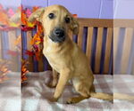 Small #2 Labrador Retriever Mix