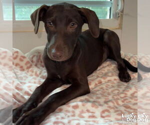 Labrador Retriever-Retriever  Mix Dogs for adoption in Washington, DC, USA
