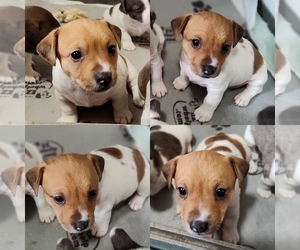 Jack Russell Terrier Puppy for sale in JASPER, FL, USA