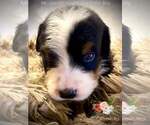 Small #5 Bernese Mountain Dog