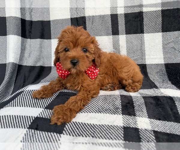 Medium Photo #1 Cavapoo (Miniature) Puppy For Sale in LAKELAND, FL, USA