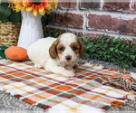 Axel - Male Cavapoo (Miniature) Puppy for Sale - Photo #3