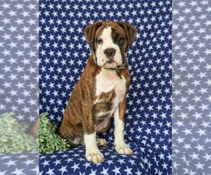 Boxer Puppy for sale in CHRISTIANA, PA, USA