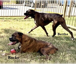 Rocky XIV - Male Boxer Dog for Adoption - Photo #2