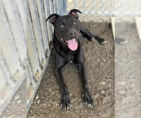 Medium Photo #3 Mutt Puppy For Sale in Riverside, CA, USA