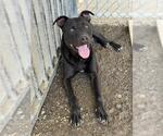 Small #2 Mutt