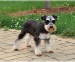 Small Photo #1 Schnauzer (Miniature) Puppy For Sale in SYRACUSE, IN, USA