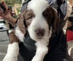 Small Photo #10 Sheepadoodle Puppy For Sale in HUNTINGTON BEACH, CA, USA