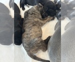 Small #4 Great Dane