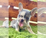 Small Photo #29 French Bulldog Puppy For Sale in DENVER, CO, USA