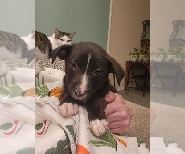 Medium Photo #7 Borador Puppy For Sale in Dana Point, CA, USA
