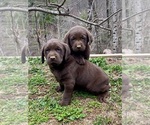 Small Labrador Retriever