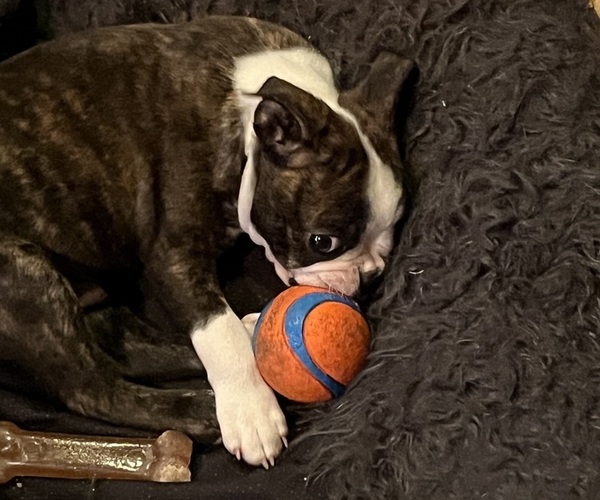 Medium Photo #5 Boston Terrier Puppy For Sale in BURLESON, TX, USA