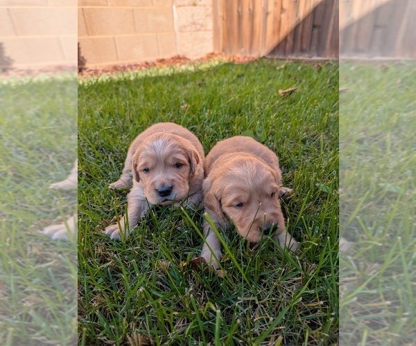 Medium Photo #4 Golden Retriever Puppy For Sale in SACRAMENTO, CA, USA