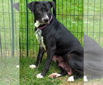 Small #1 American Pit Bull Terrier Mix