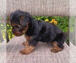 Small #2 Yorkshire Terrier