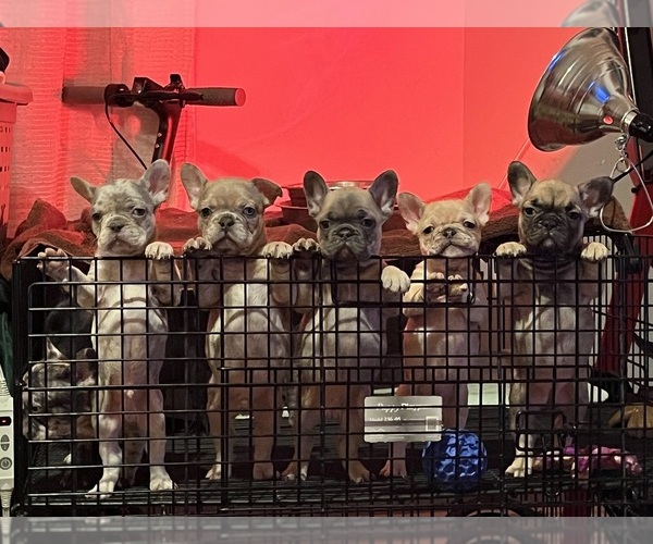 Medium Photo #16 French Bulldog Puppy For Sale in NEW BEDFORD, MA, USA