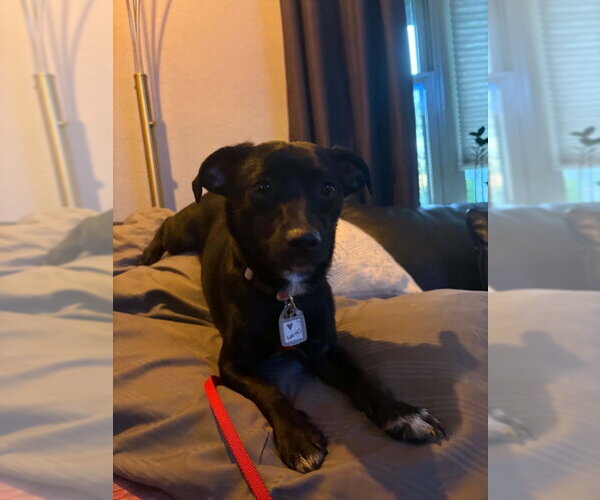 Medium Photo #3 Chihuahua-Unknown Mix Puppy For Sale in Mukwonago, WI, USA