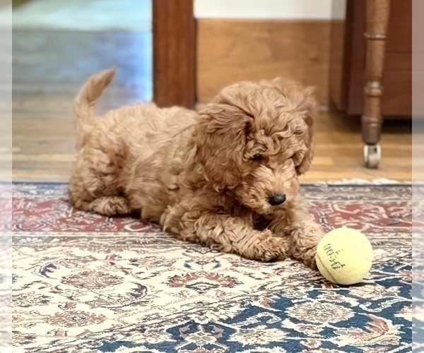 Medium Photo #8 Goldendoodle (Miniature) Puppy For Sale in SAINT MARYS, KS, USA
