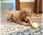 Small #7 Goldendoodle (Miniature)