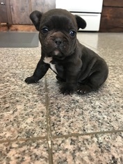 French Bulldog Puppy for sale in COLORADO CITY, AZ, USA
