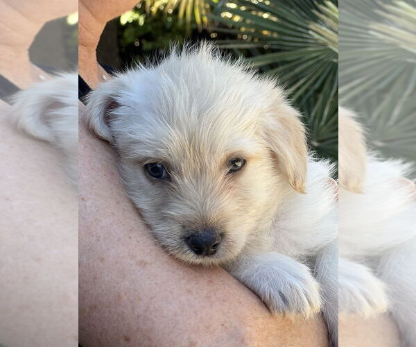 Medium Photo #2 Hava-Apso Puppy For Sale in Dana Point, CA, USA