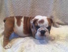 Small Photo #1 English Bulldog Puppy For Sale in CHARLESTON, SC, USA