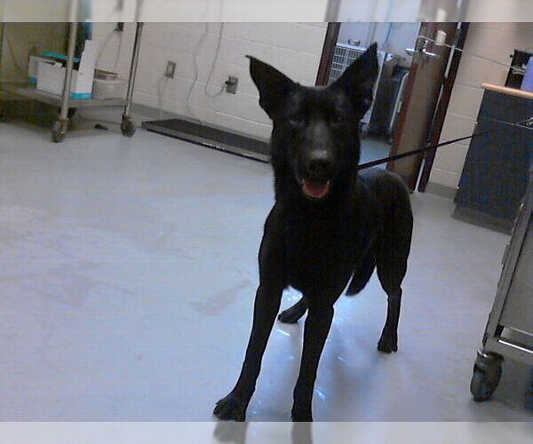 Medium Photo #1 German Shepherd Dog Puppy For Sale in Fayetteville, NC, USA