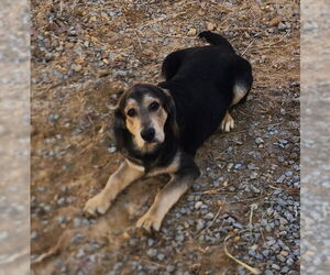 Mutt Dog for Adoption in Wetumpka, Alabama USA