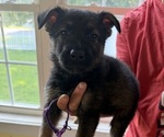 Puppy Purple German Shepherd Dog
