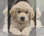 Puppy White girl Golden Retriever