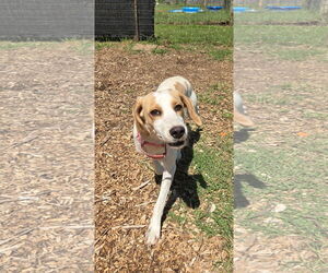 Mutt Dogs for adoption in Rustburg, VA, USA