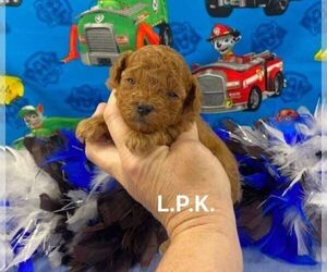 Poodle (Toy) Puppy for sale in WINNSBORO, LA, USA
