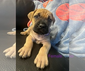 Cane Corso Puppy for sale in JOLIET, IL, USA