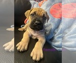 Small Cane Corso