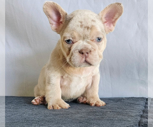 French Bulldog Puppy for sale in HOUSTON, TX, USA
