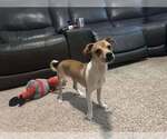 Small Photo #3 Chihuahua-Unknown Mix Puppy For Sale in Visalia, CA, USA