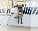 Small Plott Hound Mix
