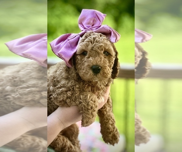 Medium Photo #1 Goldendoodle (Miniature) Puppy For Sale in OWENSBORO, KY, USA