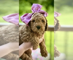 Medium Goldendoodle (Miniature)