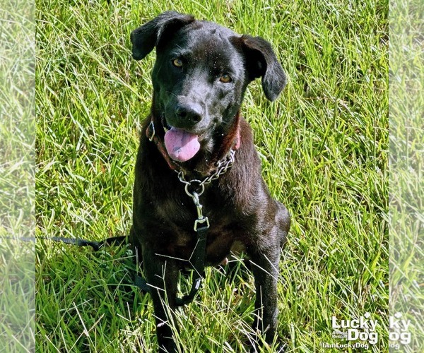 Medium Photo #7 Feist Terrier-Labrador Retriever Mix Puppy For Sale in Washington, DC, USA